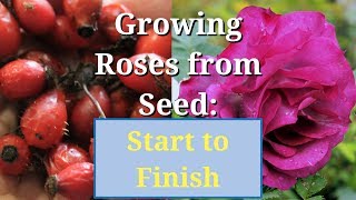 Grow Roses from Seed Start to Finish [upl. by Terpstra]