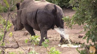 Exclusive A Day In The Life Of A Kruger Park Rhino Bull [upl. by Giorgia237]