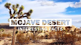 13 Fun Facts About The Mojave Desert [upl. by Joelle]