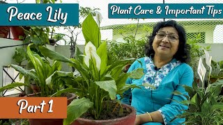 Peace Lily Plant Care  Important Tips And Problems [upl. by Tonie]