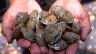 Facts Bivalves [upl. by Hnah]