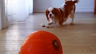 Blenheim and Ruby Cavalier King Charles Spaniel Playing and Barking  Tricolor King Charles Cavalier [upl. by Stoat]