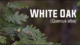 White Oak Quercus alba  Nativ Nurseries [upl. by Novikoff]