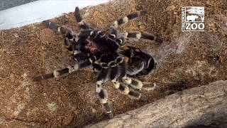 Redkneed Tarantula Molting  Cincinnati Zoo [upl. by Ginelle45]