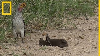 ¿Está esta mangosta haciéndose la muerta o jugando  National Geographic en Español [upl. by Naivaf]