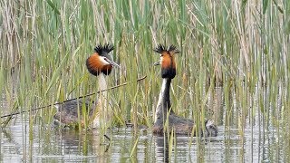 Great Crested Grebe Courtship Dance [upl. by Sadnak]