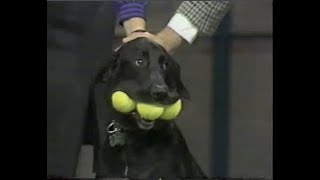 Stupid Pet Tricks on Letterman September 24 1985 [upl. by Kcirdnekel250]