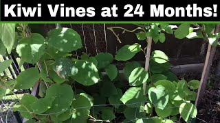 How To Grow A Kiwi Tree or Vine From Seed  24 Months [upl. by Seem]