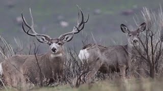 Giant Mule Deer Bucks on Antelope Island Utah [upl. by Keare]