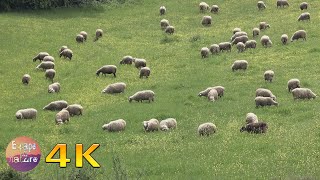 4K Sheep grazing in a field  Domestic animals from Greek fauna [upl. by Rooker]