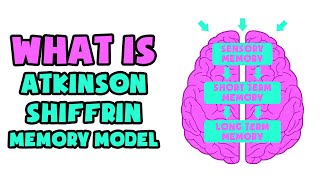 What is Atkinson–Shiffrin Memory Model  Explained in 2 min [upl. by Zumstein462]