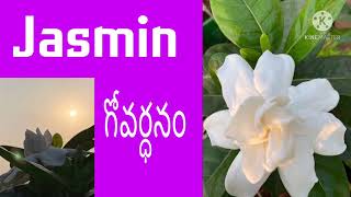 Gardenia jasminoides plantjasmin govardanam plant care😍 [upl. by Enyedy]