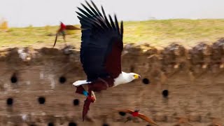 Eagle Plucks Prey in Flight  A Perfect Planet  BBC Earth [upl. by Idnew]