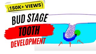 Development of tooth  Bud Stage [upl. by Chaney]