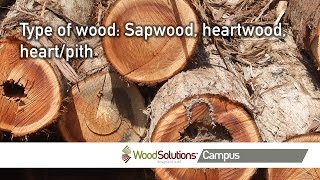 Type of wood Sapwood heartwood heartpith [upl. by Helyn218]