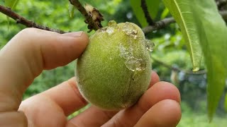 Protecting Peaches From Bugs Without Spraying [upl. by Hoseia]