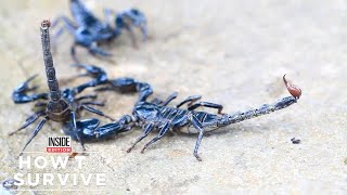 How to Survive a Scorpion Sting [upl. by Nisay]