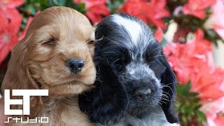 English Cocker Spaniel  Puppies [upl. by Outhe73]