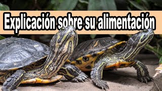 La alimentacion de las tortugas de agua consejos y explicación [upl. by Hulton312]