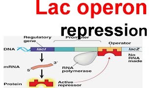 Lac operon repression  lac repressor [upl. by Chapin]