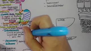 Digestive System  Summary [upl. by Llirred]