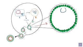 The Human Herpes Viruses [upl. by Asha]