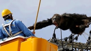 Chimp Wreaks Havoc By Scaling Powerlines After Escaping from Zoo [upl. by Rowland]