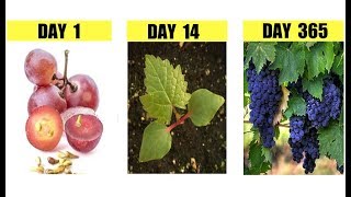 How To Grow Grape Vines from Seeds Step by Step [upl. by Adehsor]