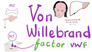 Von Willebrand Factor vWF  Platelets  Coagulation  Hemostasis  Hematology [upl. by Heymann]