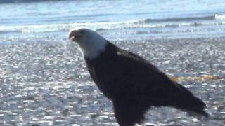 What sound does the Bald Eagle make [upl. by Cavuoto]