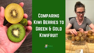 Kiwi Berries vs Green Kiwifruit vs Gold Kiwifruit [upl. by Adonis441]