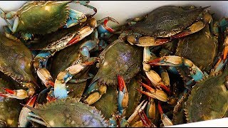 How to Boil Blue Crabs [upl. by Tarrah]