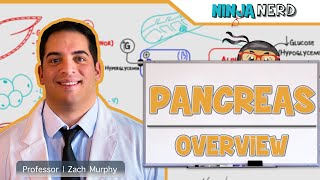 Endocrinology  Pancreas Overview [upl. by Palla757]