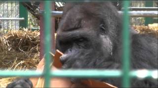 Kifu the Silverback Gorilla  Howletts Wild Animal Park UK  2010 Gorilla [upl. by Brenna]