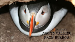 Puffin Calling from Burrow [upl. by Arais]