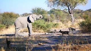 Elephant vs African Wild Dogs at Botswana Watering Hole [upl. by Syxela]