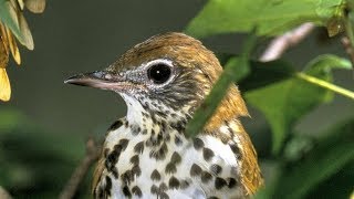 Wood Thrush Song [upl. by Nylirehs]