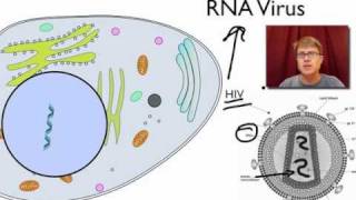 Viral Replication [upl. by Muhcan132]