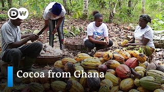 Rethinking cocoa cultivation in Ghana  Global Ideas [upl. by Assel]