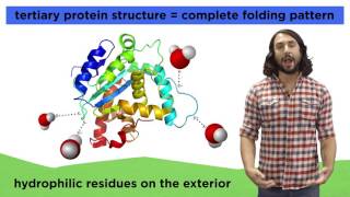 Protein Structure [upl. by Hadwin389]