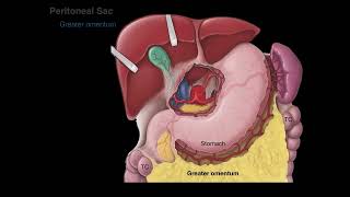 Peritoneum tutorial [upl. by Aryad71]