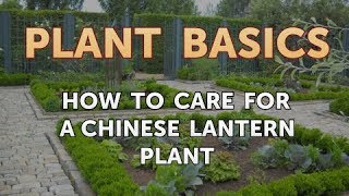 How to Care for a Chinese Lantern Plant [upl. by Hares]