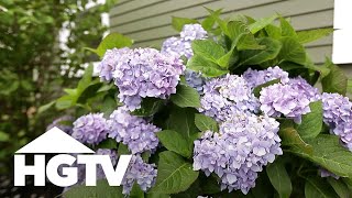 How To Plant Hydrangeas  Gardening Tips  HGTV [upl. by Norraf]