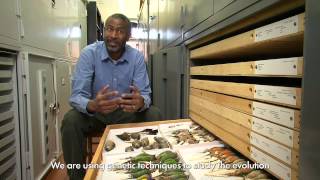 Ornithology and Evolution at Harvard [upl. by Stuart107]