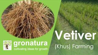 Vetiver Khus farming [upl. by Aeriela]