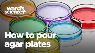 How to Pour Agar Plates [upl. by Drofxer]