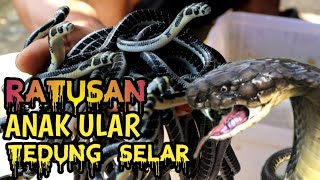 ANAK ULAR TEDUNG SELAR TERBANYAK 2024 [upl. by Shaylyn487]