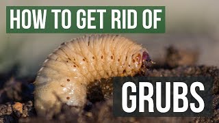 How to Get Rid of Grubs Guaranteed 4 Easy Steps [upl. by Nylinnej]