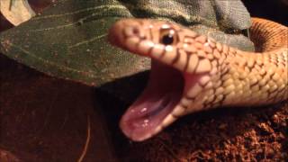 Snake Yawn Compilation [upl. by Aleksandr]