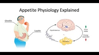 Appetite Ghrelin and Leptin Explained [upl. by Lisa]